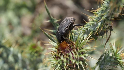 Scarab Stock Footage 114190271