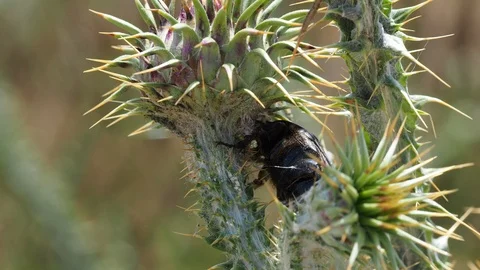 Scarab Stock Footage 114191570