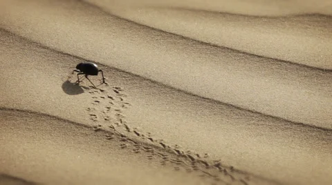 Scarab is making a mark in the sand Stock Footage 25599065