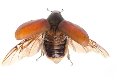 Scarab may beetle Stock Photos