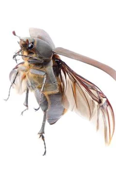 Scarab may beetle Foto stock