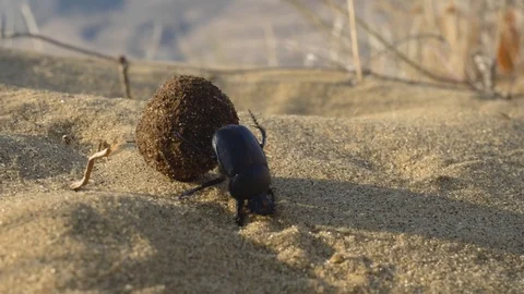 Scarab rolls the ball Stock Footage 121750328