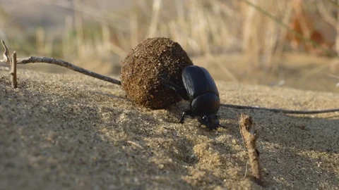 Scarab rolls the ball Stock Footage 121750567