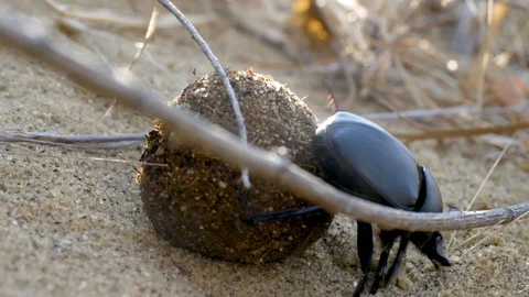 Scarab rolls the ball Stock Footage 121750613