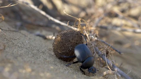 Scarab rolls the ball Stock Footage 121750808