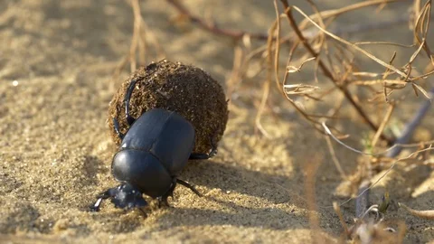 Scarab rolls the ball Stock Footage 121751006