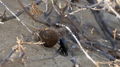 Scarab rolls the ball Stock Footage 121751410