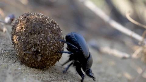 Scarab rolls the ball Stock Footage 121751465