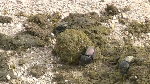 Scarabaeus Beetles are rolling dung ball Stock Footage 28855236