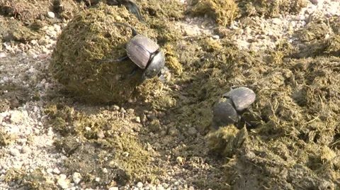 Scarabaeus Beetles are rolling dung ball Video stock 28902201