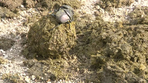 Scarabaeus Beetles are rolling dung ball Stock Footage 28902729
