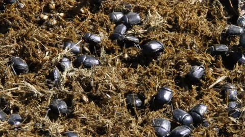 Scarabaeus sacer Stock Footage 22931386