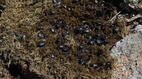 Scarabaeus sacer Stock Footage 22936563