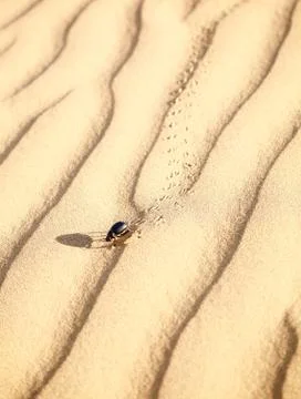 Scarabaeus on sand Stock Photos
