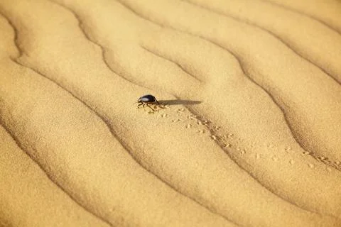 Scarabaeus on sand Stock Photos