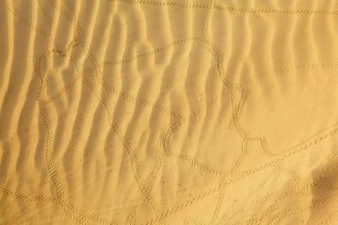 Scarabaeus traces Stock Photos
