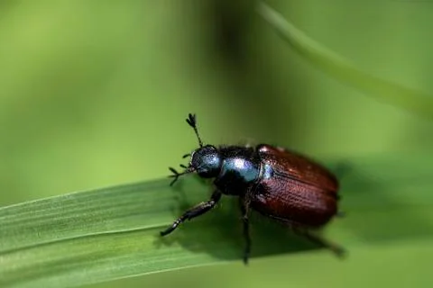 Scarabée dans l'herbe - Beetle in the grass - 0001 Stock Photos