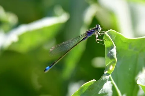 Scarce blue damselfly on a cabbage leaf in summer in Germany Fotos de archivo