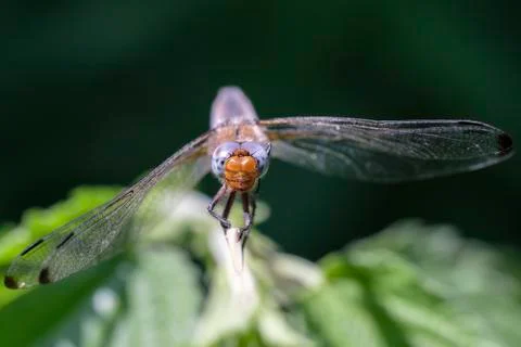 Scarce chaser - front view Stock Photos