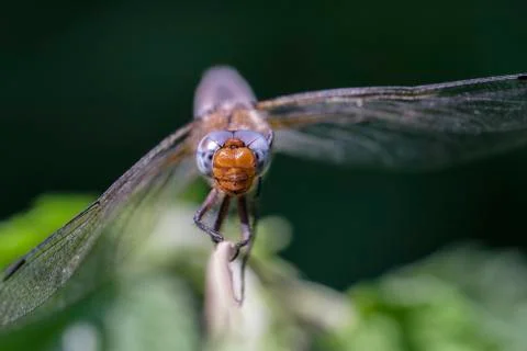 Scarce chaser - macro - front view Photos