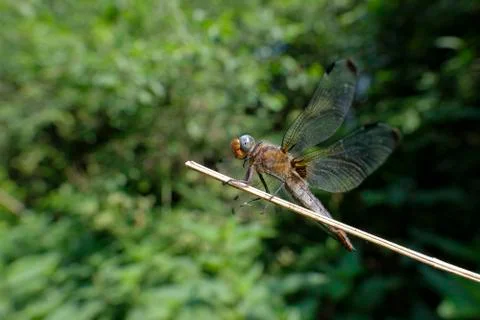 Scarce chaser - side view 库存照片