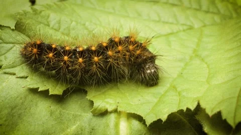 Scarce dagger larva (Acronicta auricoma)  on a leaf Stock Footage 345477121