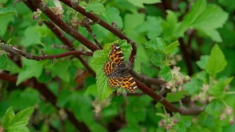 Scarce fritillary Stock Footage 308746419