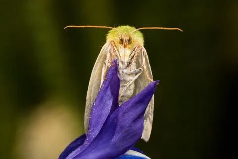 Scarce Silver-lines Foto stock