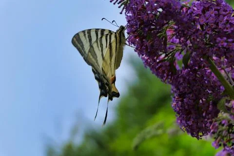 Scarce Swallowtail on Buddleia. Stock Photos