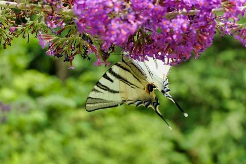 Scarce Swallowtail on Buddleia. Stock Photos