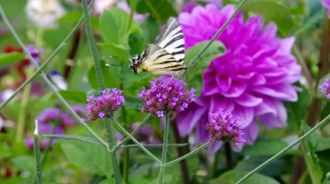 Scarce Swallowtail Stock Footage 57638704