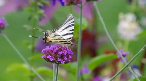 Scarce Swallowtail Stock Footage 59870298