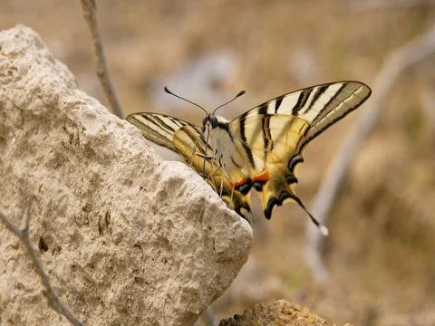Scarce swallowtail (Iphiclides podalirius) Stock-Footage 80244180