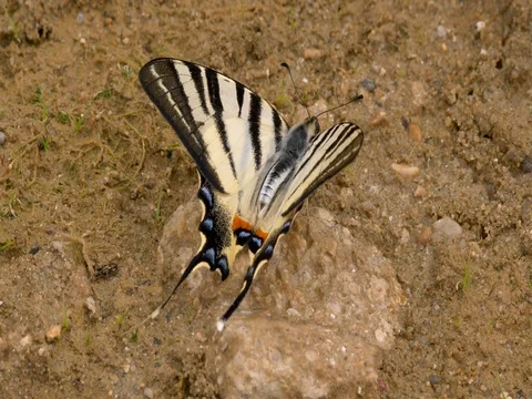 Scarce swallowtail (Iphiclides podalirius) Stock-Footage 80244184