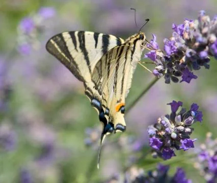 Scarce swallowtail Stock Photos
