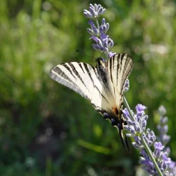 Scarce Swallowtail Stock Photos