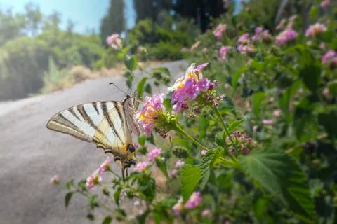 Scarce swallowtail Foto stock