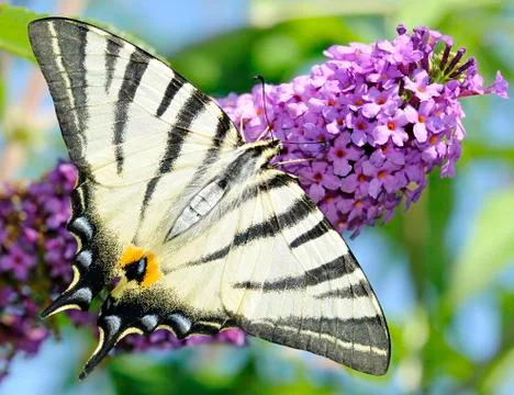 Scarce swallowtail Foto stock