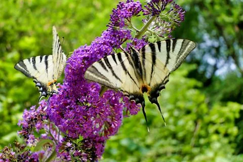 Scarce Swallowtails on Buddleia. Stock Photos