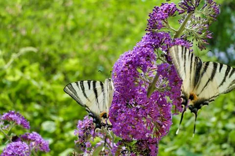 Scarce Swallowtails on Buddleia. Stock Photos