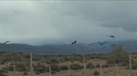 Scarcity of Condors Stock Footage 664108