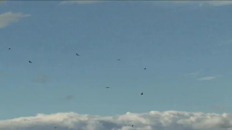 Scarcity of Condors Stock Footage 664142