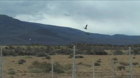 Scarcity of Condors Stock Footage 664170