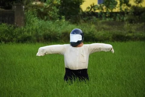Scare crow with helmet on paddy fields, Mangalore, India Foto stock