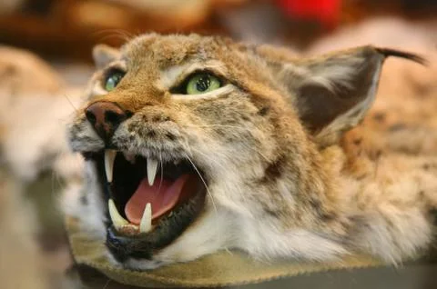 Scare-crow of lynx Stock Photos