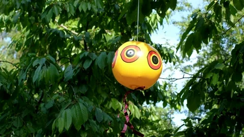 Scare-eye balloon or bird scare ball. Stock Footage 231326161