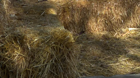 Scarecrow and pumpkins Stock Footage 32706155