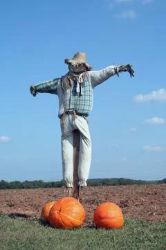 Scarecrow and pumpkins Stock Photos