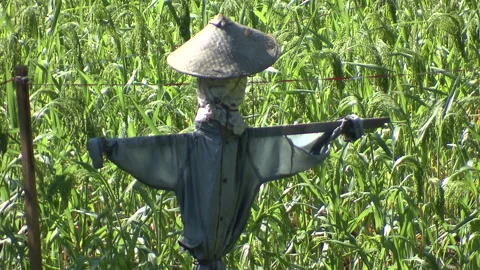 Scarecrow and Rice Stock Footage 327572356