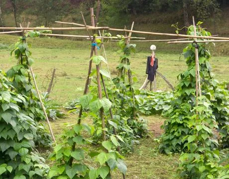 Scarecrow and tomato plants Stock Photos